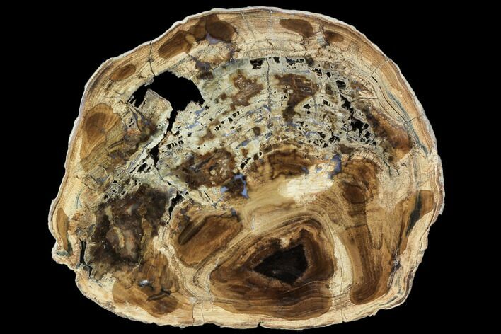 Petrified Wood (Cherry) Round - McDermitt, Oregon #104915